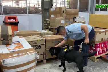 Hải quan dùng chó nghiệp vụ bắt lô cần sa gửi từ Canada về Việt Nam