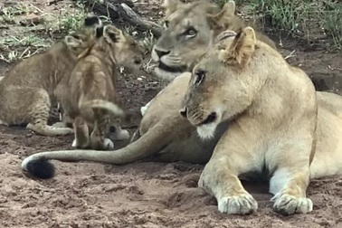 Sư tử con hội ngộ mẹ sau chuyến đi chơi một mình