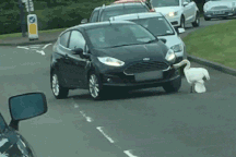 Thiên nga - Loài chim có "quyền lực vô hình" ở Anh