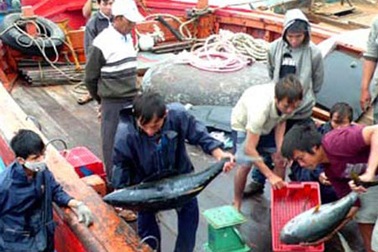 Ngư dân trong “thế trận lòng dân”