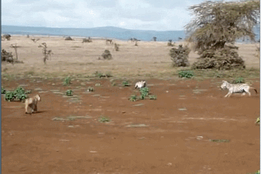 Giăng bẫy hoàn hảo nhưng sư tử vẫn bị ngựa vằn “vượt mặt”