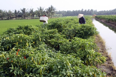 Mở lối thoát nghèo cho người dân Vĩnh Long