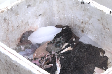 Tiêu hủy hơn 5 tạ chân và nội tạng không giấy tờ