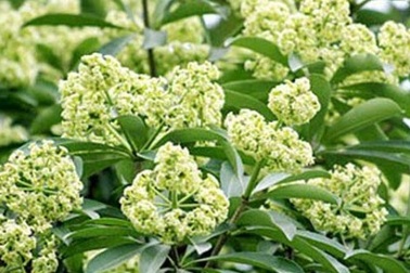 Ngửi mùi hoa sữa ảnh hưởng đến sức khỏe như thế nào?