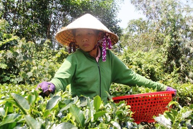 Đặc sản nức tiếng một thời “Trà Gò Loi” Hoài Ân vực dậy thương hiệu