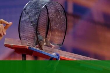 Phấn khích với chú chuột nghệ sĩ xiếc