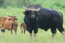 Triển khai lực lượng “giám sát” bò tót