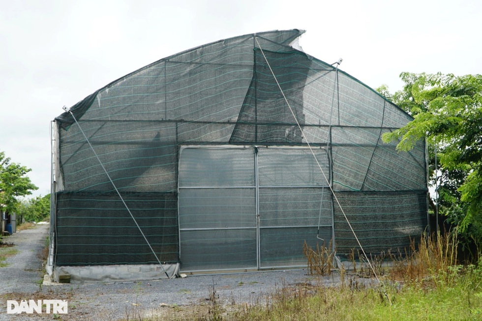 Người đàn ông đốt 10 tỷ đồng nuôi loài chết sớm - 4 Người đàn ông đốt 10 tỷ đồng nuôi loài chết sớm - 4