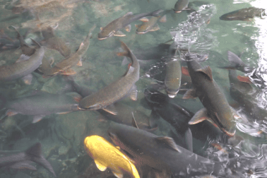 Dòng nước ngầm từ núi đá và đàn cá thần hàng nghìn con ở Thanh Hóa