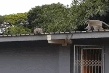 Khoảnh khắc khỉ con sà vào lòng mẹ khi được trả tự do gây xúc động