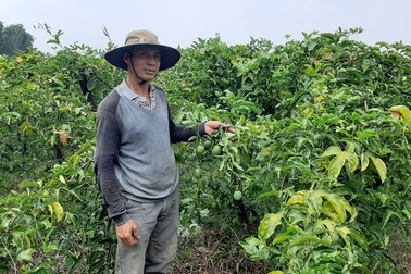 Người dân “khóc ròng” vì mua phải giống chanh dây “dỏm”