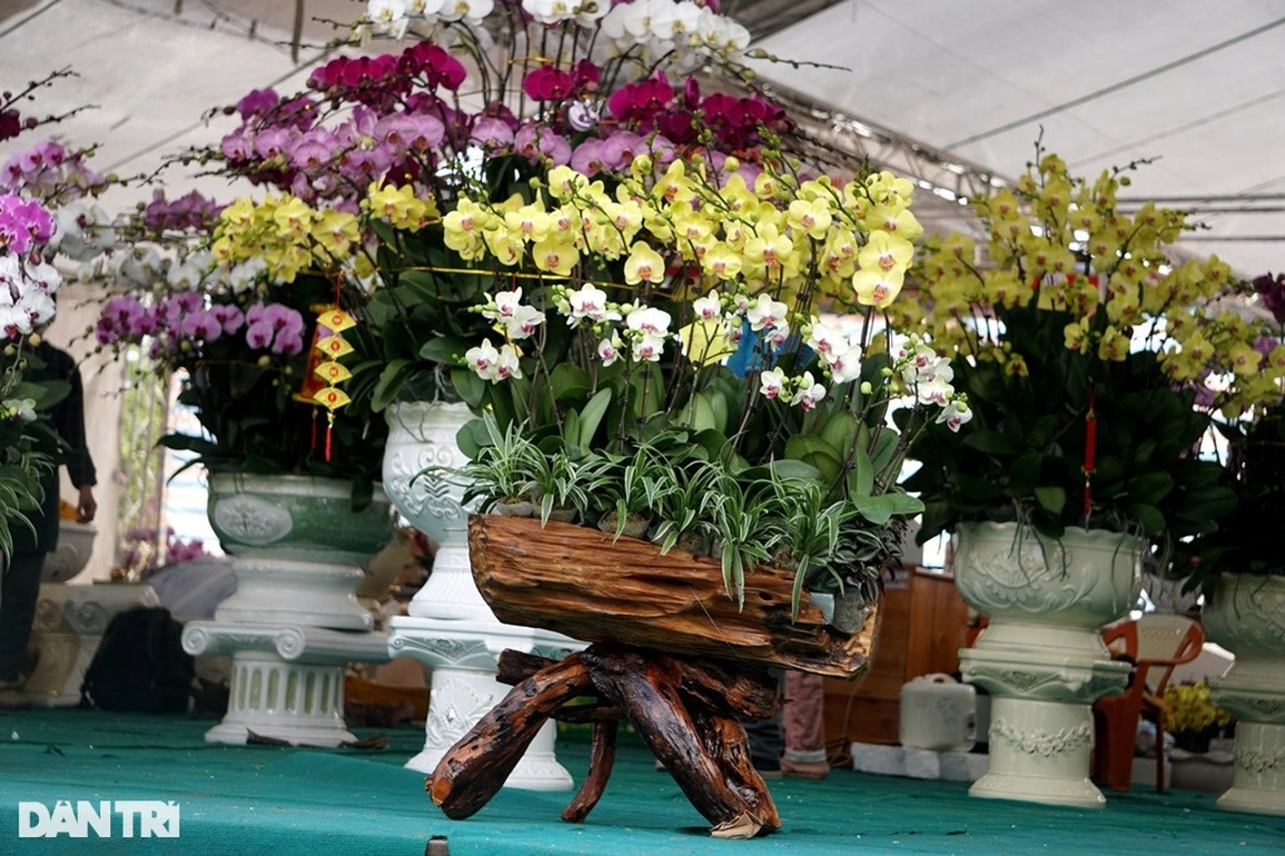 Thu nhập tiền tỷ nhờ bán lan hồ điệp vụ Tết ở Thanh Hóa - 4 Thu nhập tiền tỷ nhờ bán lan hồ điệp vụ Tết ở Thanh Hóa - 4