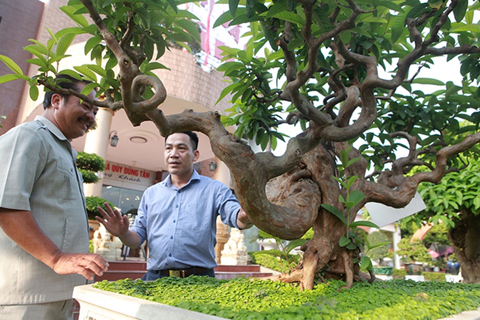 Siêu phẩm ổi có u cục kỳ quái, trả tiền tỷ vẫn không bán - 4 Siêu phẩm ổi có u cục kỳ quái, trả tiền tỷ vẫn không bán - 4
