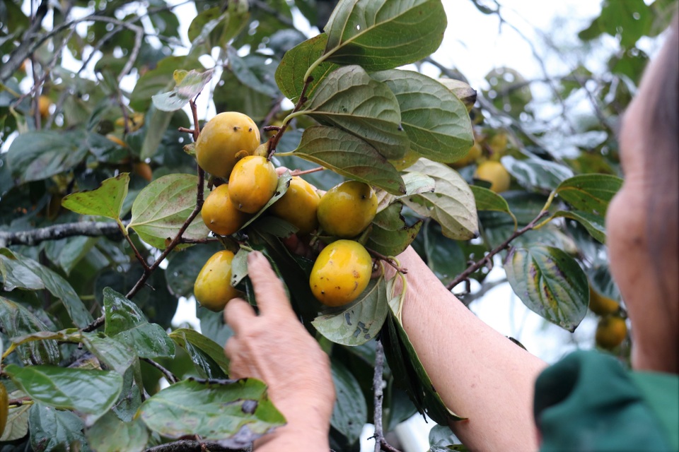 Hà Tĩnh: Hồng Yên Du được mùa, người dân phấn khởi “đếm quả, lấy tiền” - 6 Hà Tĩnh: Hồng Yên Du được mùa, người dân phấn khởi “đếm quả, lấy tiền” - 6
