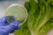 Cô gái có 6 loại giun sán ký sinh trong người vì món rau này