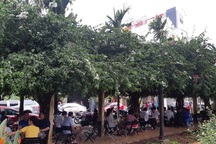 Dãy hoa giấy lâu năm trong tiểu hoa viên bị kẻ xấu "tận diệt"