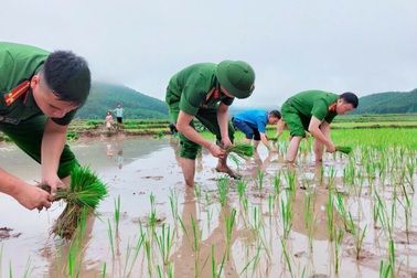 Công an xã ở Quảng Ninh lội ruộng giúp dân cấy lúa vụ mùa