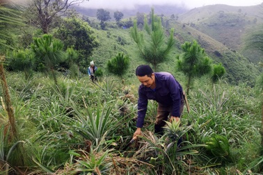90% cây rừng chết trắng, nông dân áp dụng cách làm giàu "có một không hai"