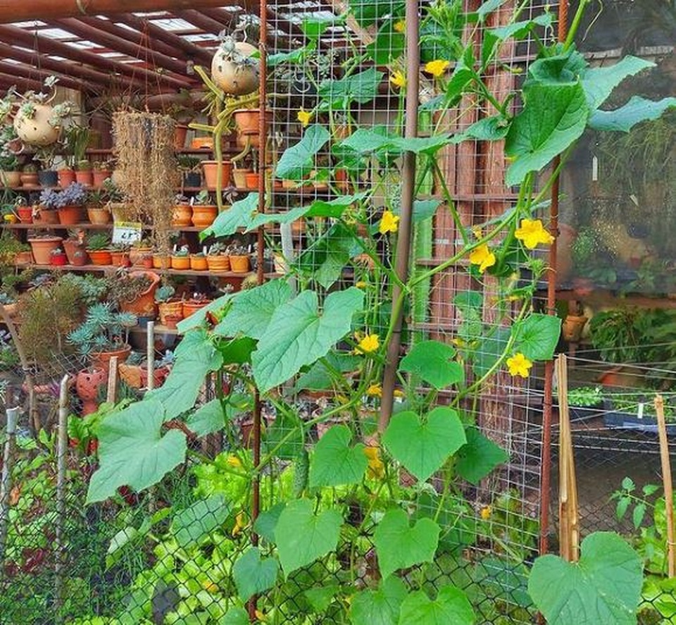 Bán ô tô, nghỉ việc, cô gái tốt nghiệp ngành báo chí sống như nông dân - 4