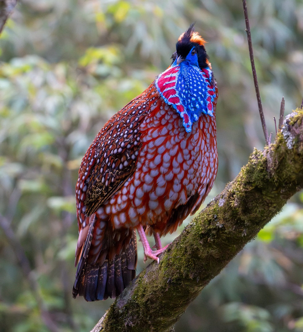 Loài gà lôi có bộ lông đẹp rực rỡ, đối mặt nguy cơ tuyệt chủng tại Việt Nam - 4