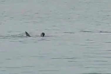 Cá mập tấn công khiến công dân Nga tử vong ở Ai Cập