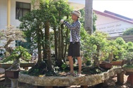 Cây khế 19 thân cực kỳ hiếm, khách trả hơn 300 triệu đồng vẫn chưa bán
