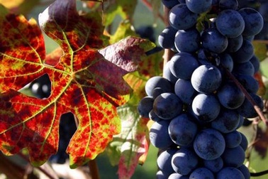 Hái nho trong tình trạng “không mảnh vải che thân”