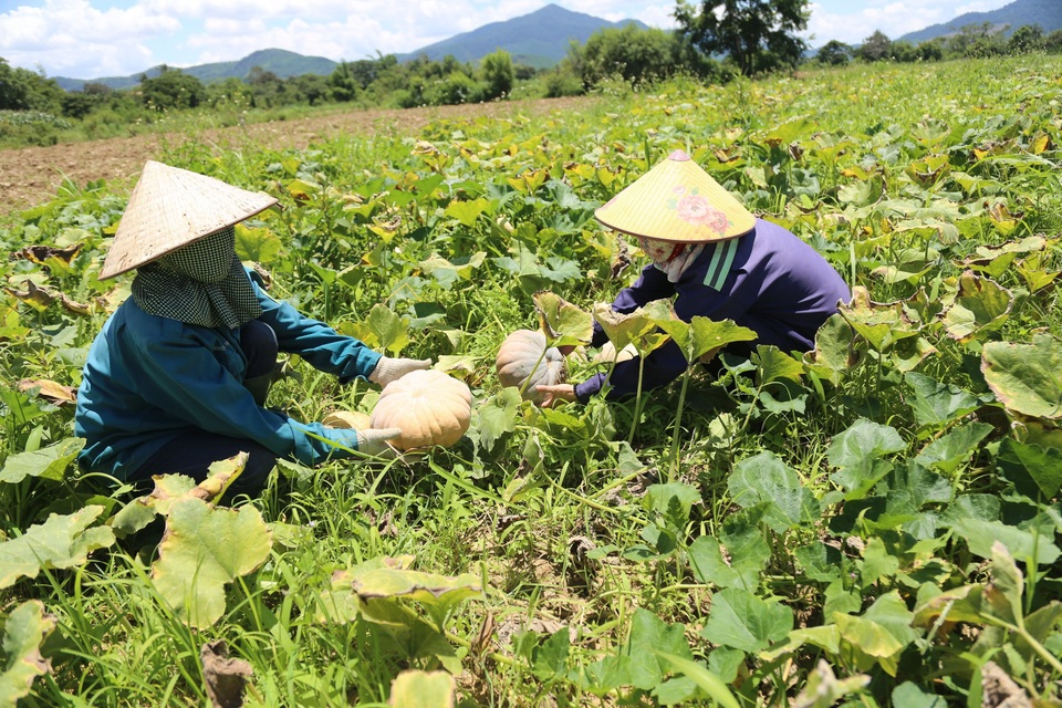 Bán 20 kg bí đỏ chưa mua nổi bát phở, nông dân khóc ròng - 4 Bán 20 kg bí đỏ chưa mua nổi bát phở, nông dân khóc ròng - 4