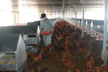 Trang trại thưởng Tết bằng gà, HTX tặng nước mắm