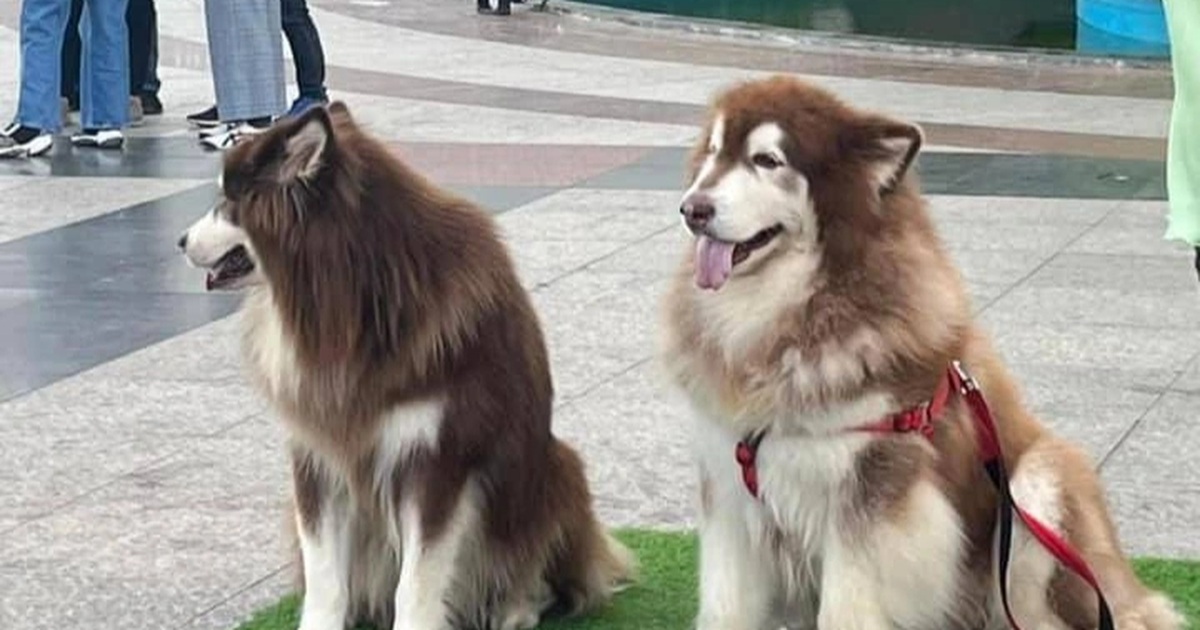 View - Vụ chó bị bạo hành ở Đà Lạt: Du khách phẫn nộ, tẩy chay dịch vụ chụp ảnh | Báo Dân trí