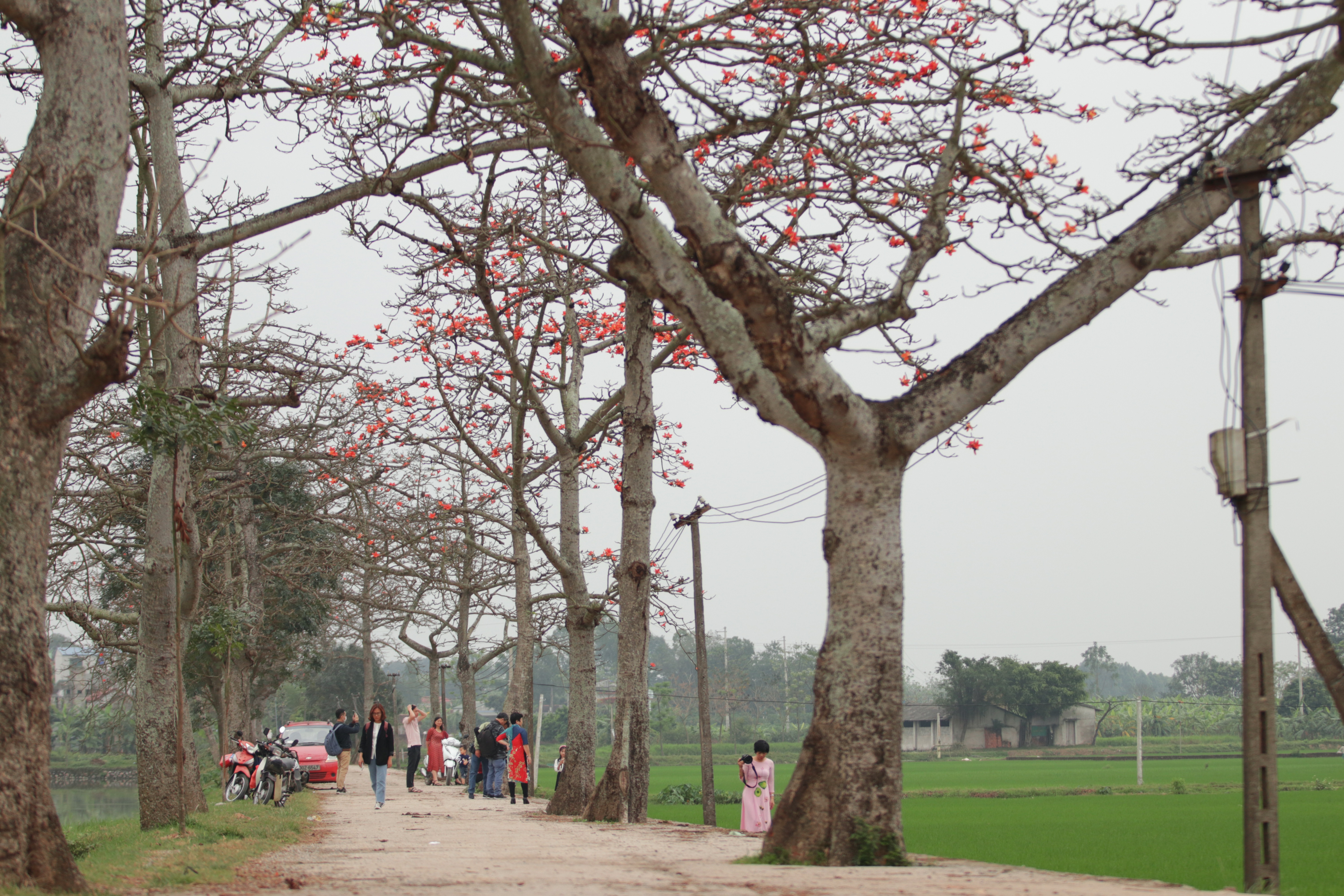 Hoa gạo "nhuộm đỏ" những góc trời ở ngoại thành Hà Nội