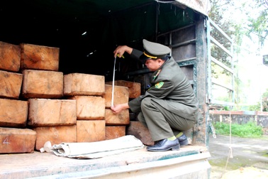 Bị phát hiện chở gỗ lậu, tài xế bỏ của chạy lấy người