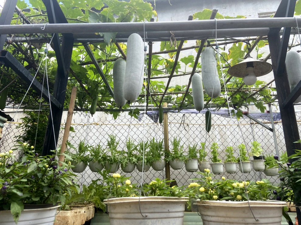 Tái chế đồ cũ, gia chủ Bình Dương làm vườn mái tôn chẳng thiếu gì - 13 Tái chế đồ cũ, gia chủ Bình Dương làm vườn mái tôn chẳng thiếu gì - 13