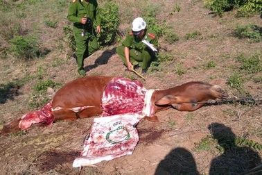Lập chuyên án phá băng trộm bò dã man, chặt lấy đùi