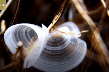 "Bướm băng” hiếm gặp bất ngờ xuất hiện trong ngày đông giá lạnh