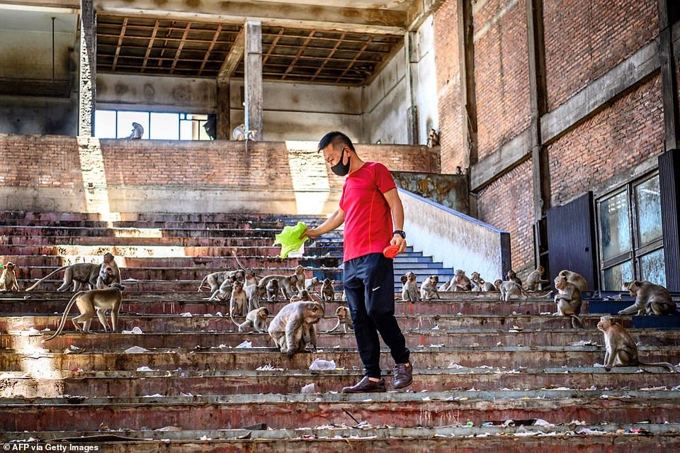 Ở nơi người dân đang phải giành lại thành phố từ... bầy khỉ - 15