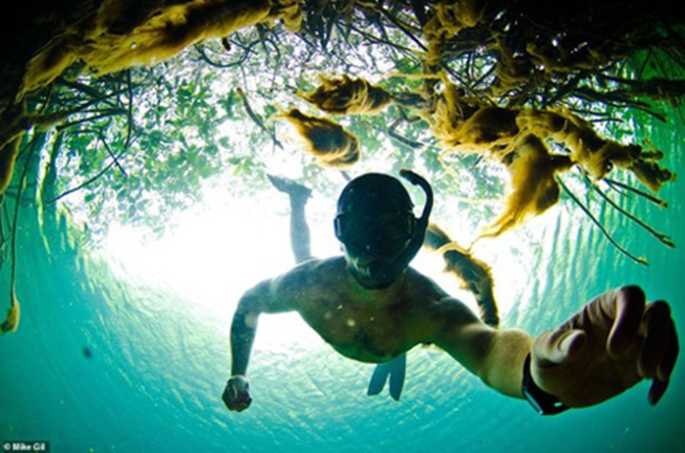 Phiêu lưu tới nơi những cư dân độc, lạ của đại dương sinh sống - 10 Phiêu lưu tới nơi những cư dân độc, lạ của đại dương sinh sống - 10