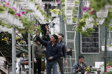 Người làng Ngọc Hà thuê đất Nhật Tân trồng hoa