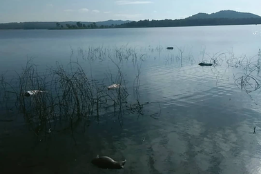 Xác lợn chết trôi bốc mùi hôi thối ở hồ du lịch Ea Kao