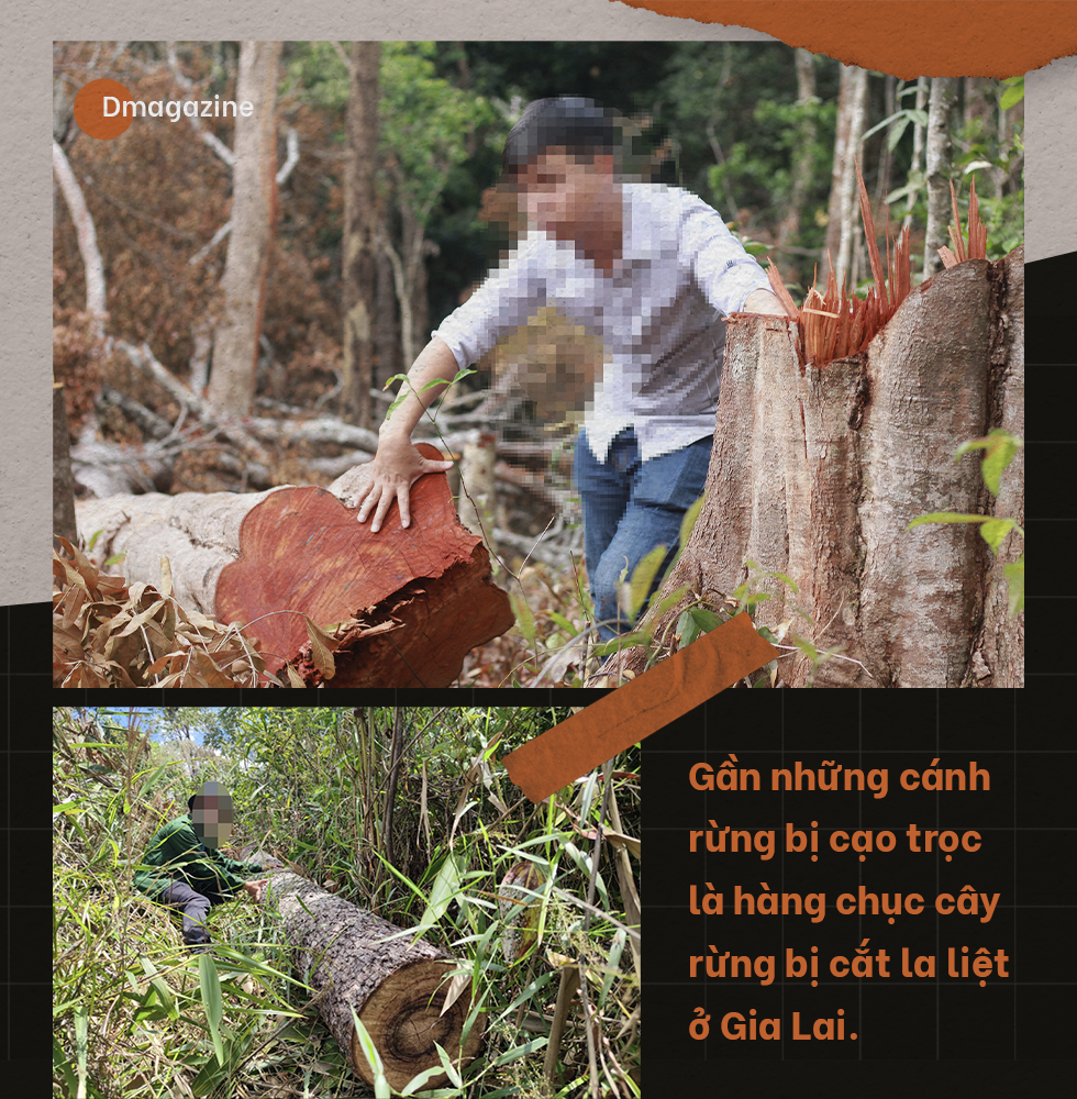 Chảy máu rừng Tây Nguyên: Ăn cám trả vàng và cuộc chiến không cân sức - 11 Chảy máu rừng Tây Nguyên: Ăn cám trả vàng và cuộc chiến không cân sức - 11