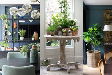 Nếu định trang trí cây xanh trong nhà thì dưới đây là các ý tưởng cho bạn