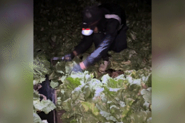 Vác bắp cải, gọt củ dền ở Hàn kiếm 5,5 triệu đồng/ngày