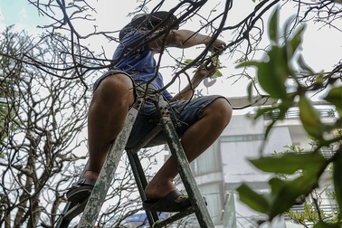 Bỏ tiền triệu thuê vặt lá cho vườn mai “bạc tỉ”