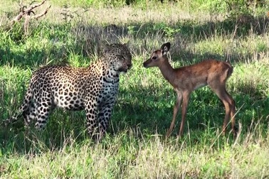 Báo con chơi đùa với linh dương như bạn bè