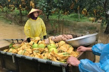 Nông dân đội mưa bão Nongfa thu hoạch "đệ nhất danh quả" chạy lũ