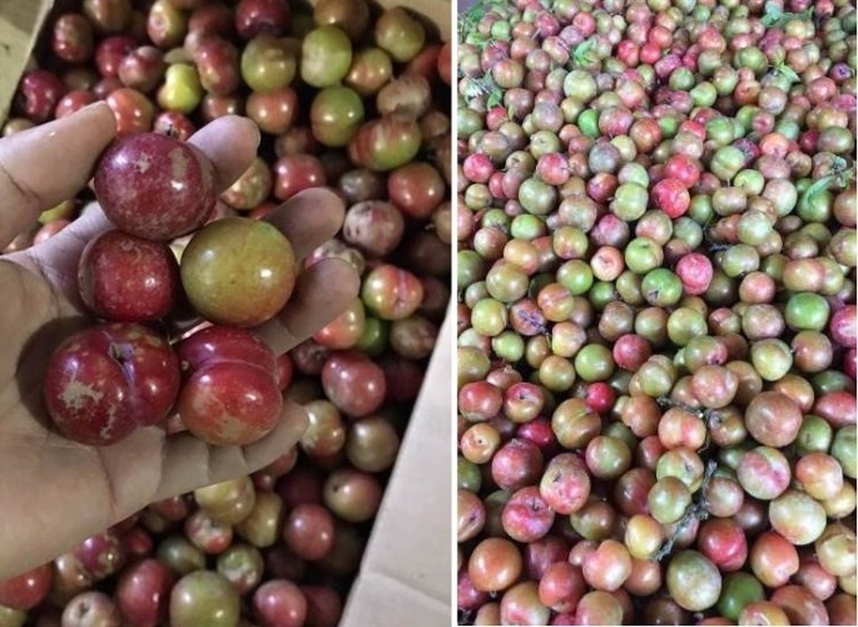Mận hậu trái mùa, đắt hơn bò Mỹ vẫn hút khách dịp Tết - 2 Mận hậu trái mùa, đắt hơn bò Mỹ vẫn hút khách dịp Tết - 2