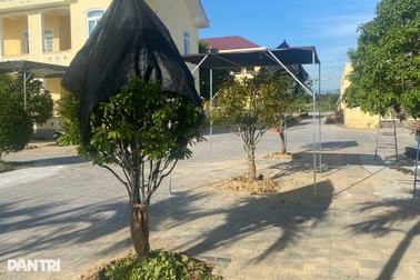 Vụ đào hàng loạt gốc mai tại trụ sở phường: Sẽ có hình thức kỷ luật
