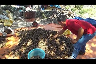 Tận thấy “lò” sấy cau khô bán sang Trung Quốc