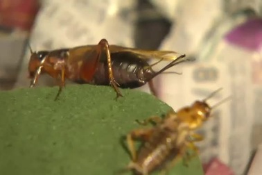 Kỳ lạ: Thưởng thức bánh mỳ làm từ dế