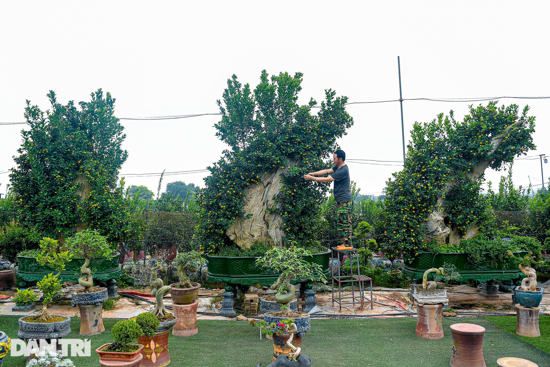 Kumquats assembled with driftwood in the shape of a dragon's head cost more than 100 million VND in Hanoi - 1